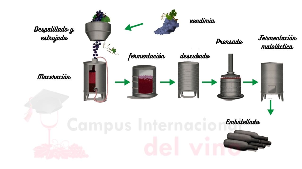 proceso de elaboración del vino