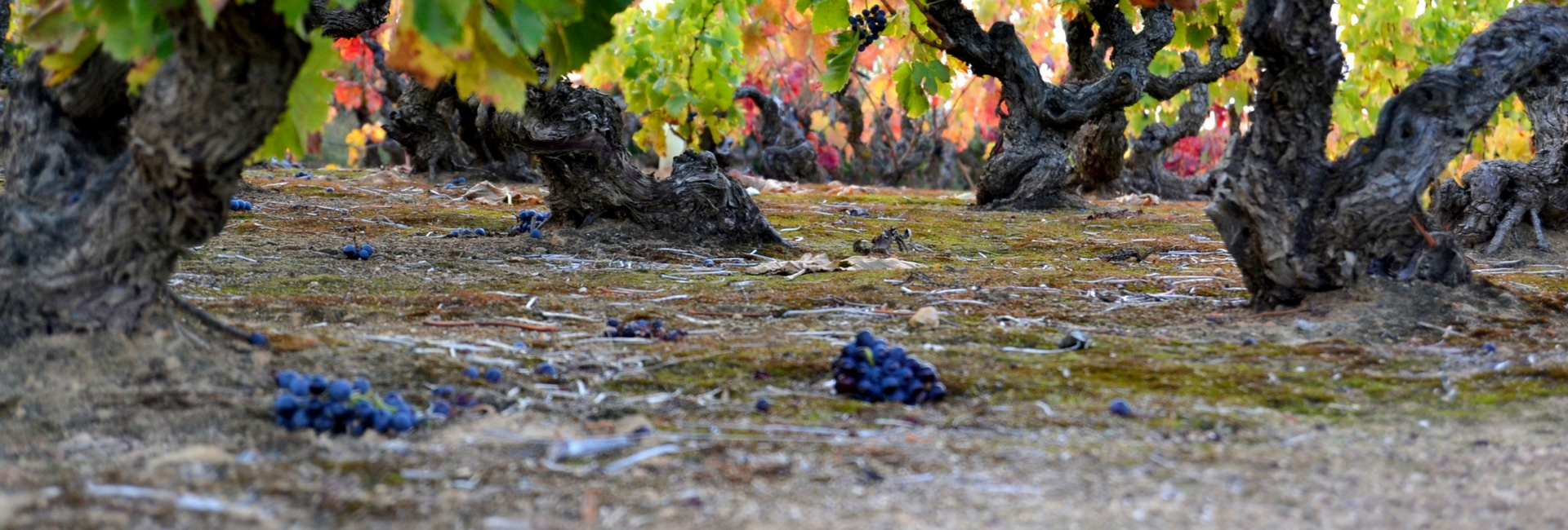 Cómo afecta el cambio climático al vino