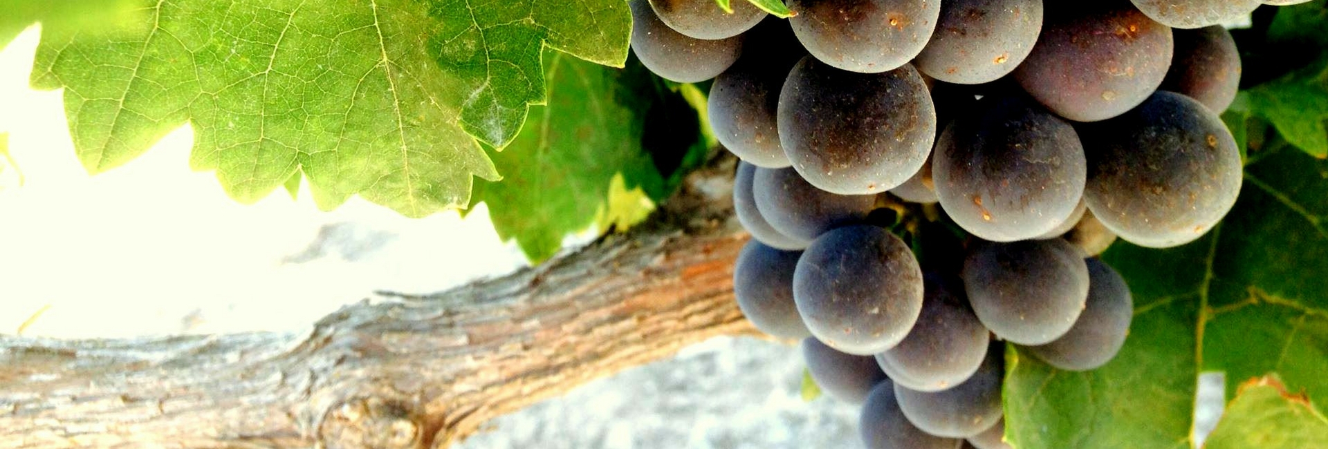 ¿Cuáles son los factores de calidad de un viñedo?