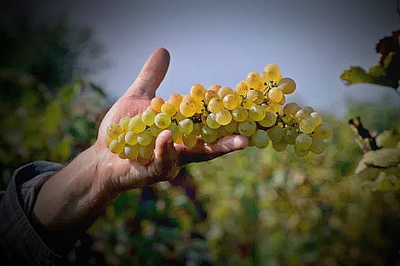 Las variedades de uvas en España (uvas blancas)