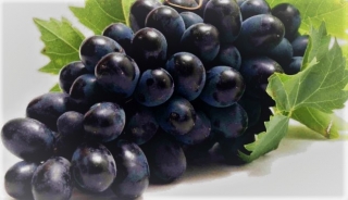 Variedades básicas de uva negra en el mundo