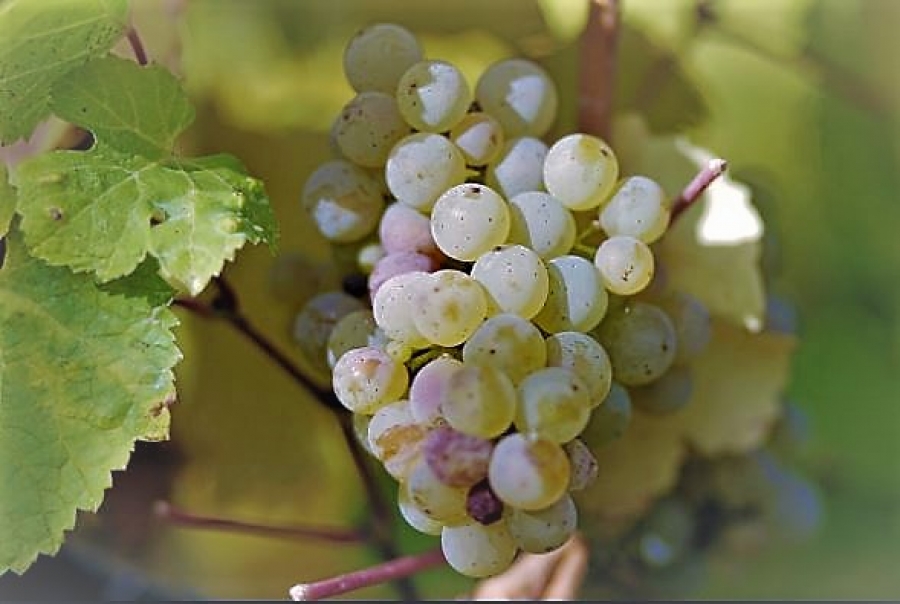 Las variedades de uvas en España (uvas blancas)