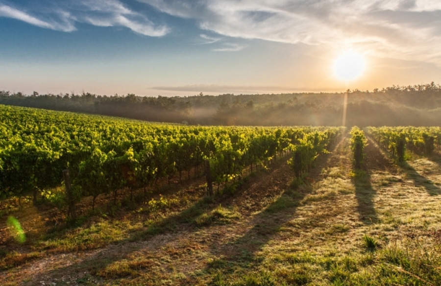 Cómo afecta el cambio climático al vino
