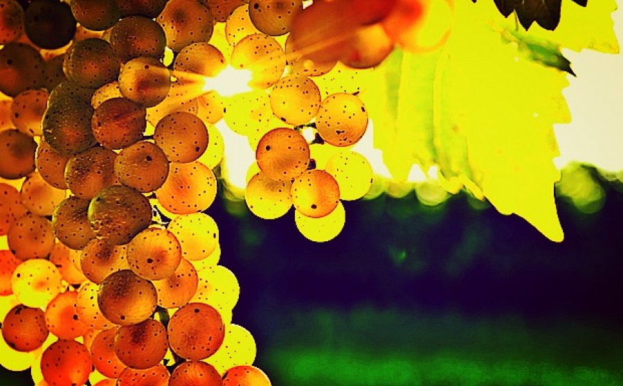 La uva. la materia prima del vino