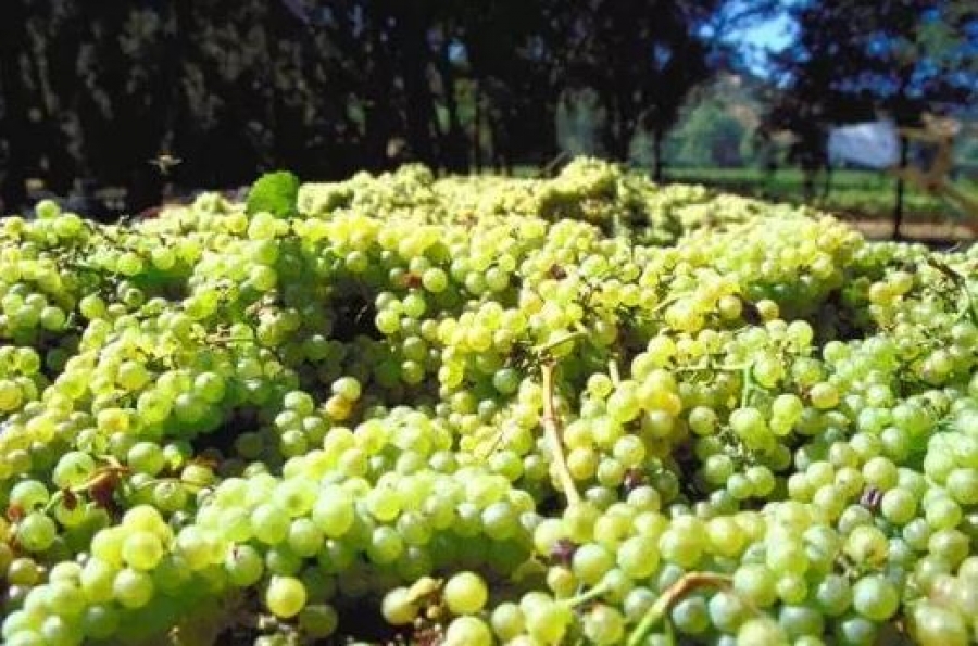 Qué país es el mayor productor de vino en el mundo