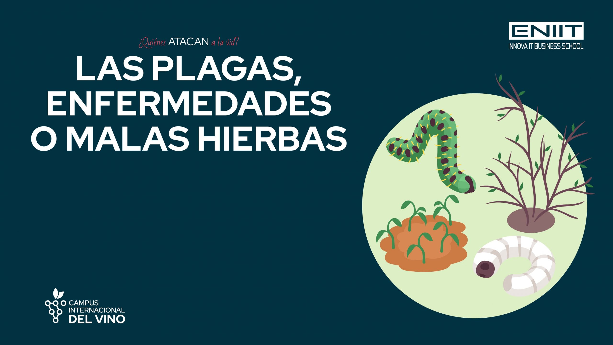 ¿Quiénes atacan a la vid? Las plagas, enfermedades o malas hierbas