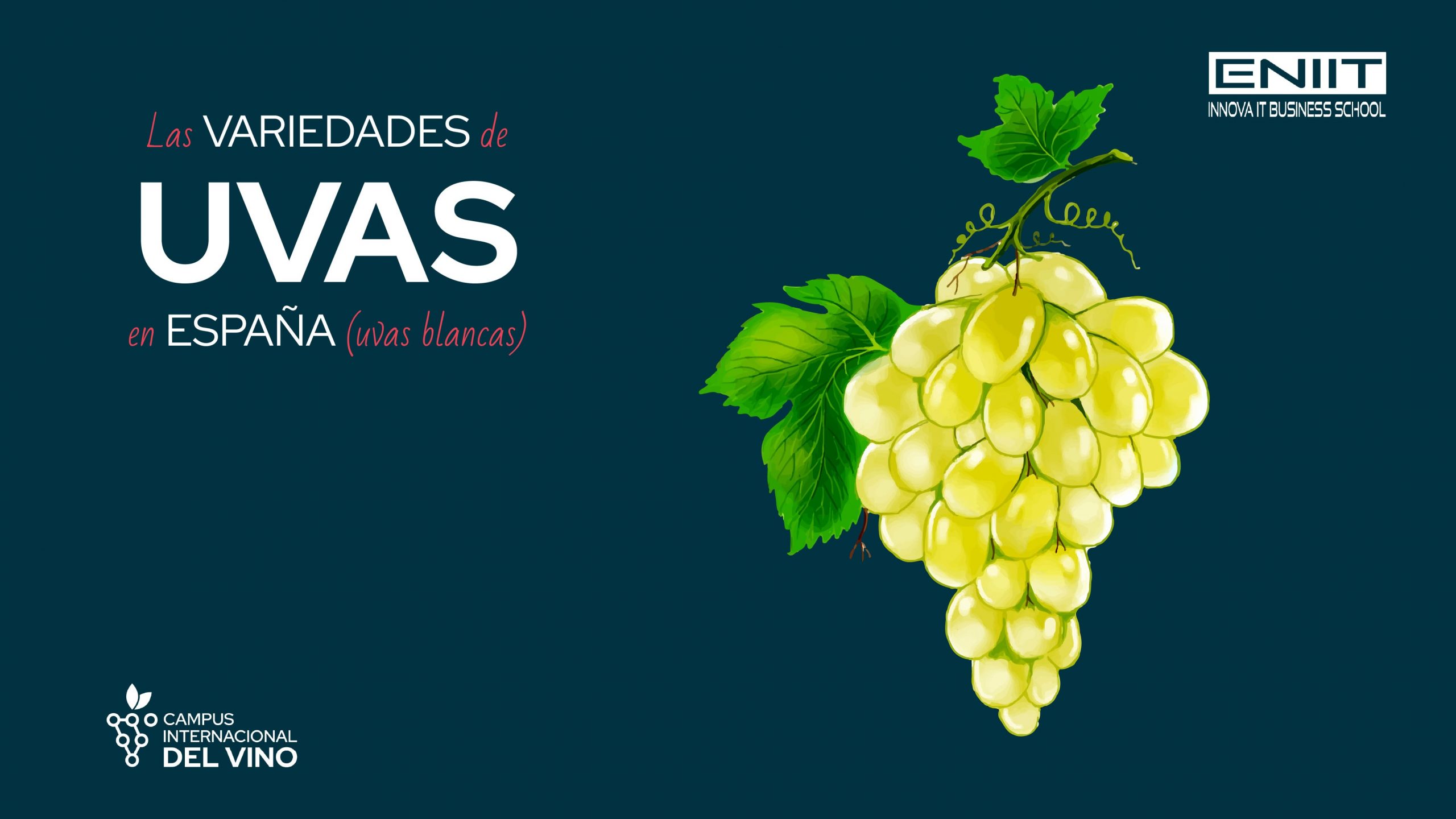 Las variedades de uva blanca en España