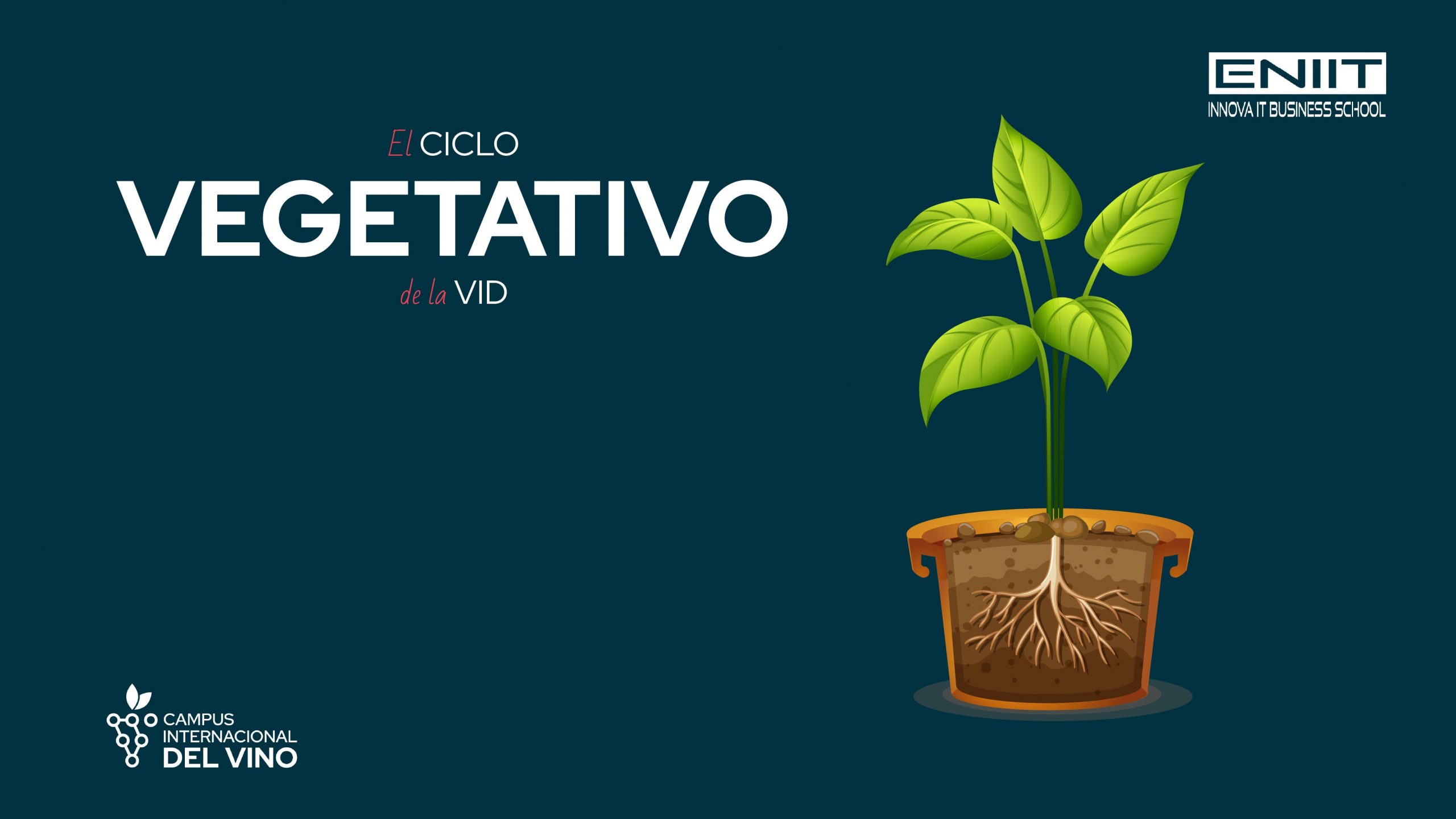 Ciclo vegetativo de la vid y sus etapas