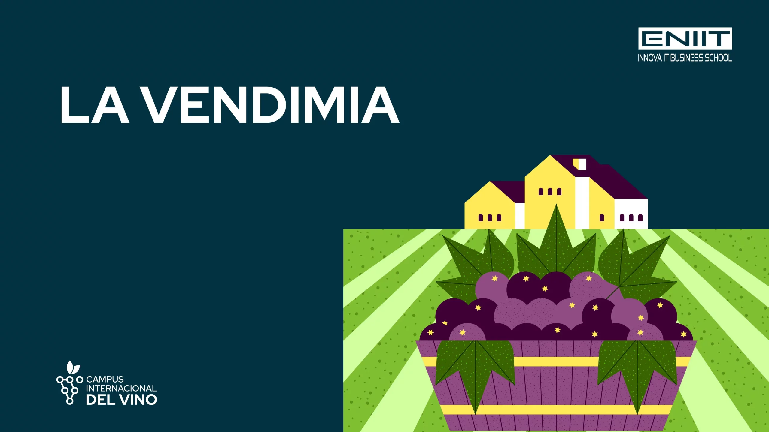 La vendimia de la uva para vino. Cuándo y cómo se realiza