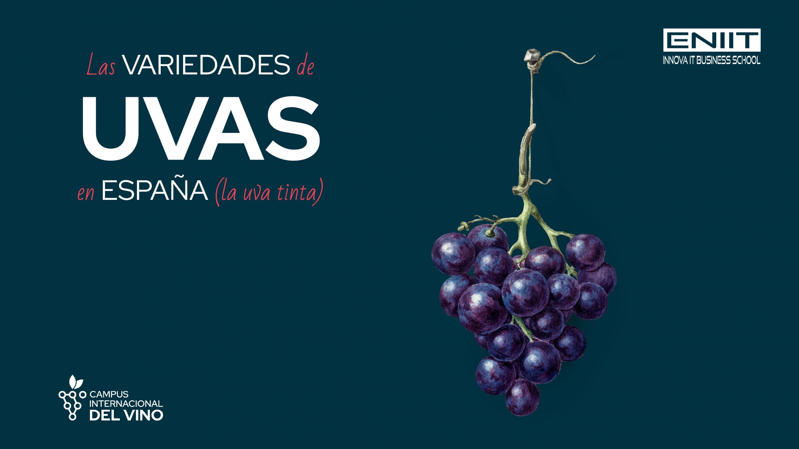 Las variedades de uva tinta en España