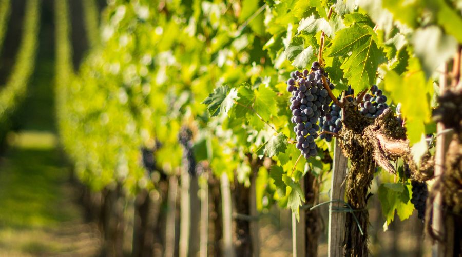 Fertirrigación de Precisión en viticultura